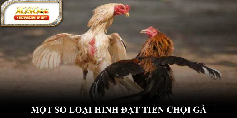 Một số loại hình đặt tiền chọi gà